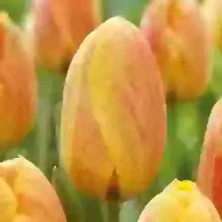 Rhapsody of Smiles